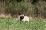 BOULEDOGUE FRANCAIS 635